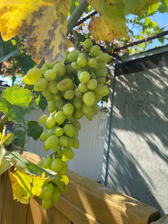 Номер стандарт