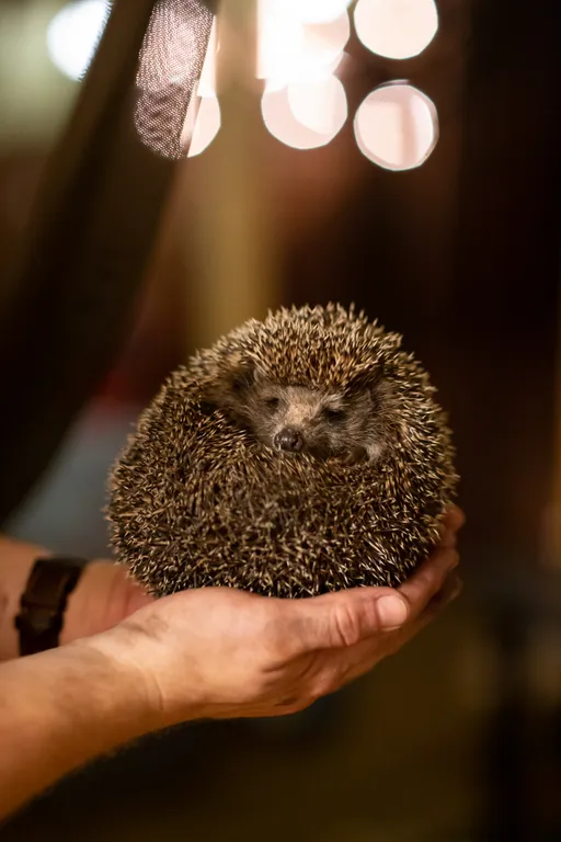 Гостевой домик A-frame в сосновом лесу