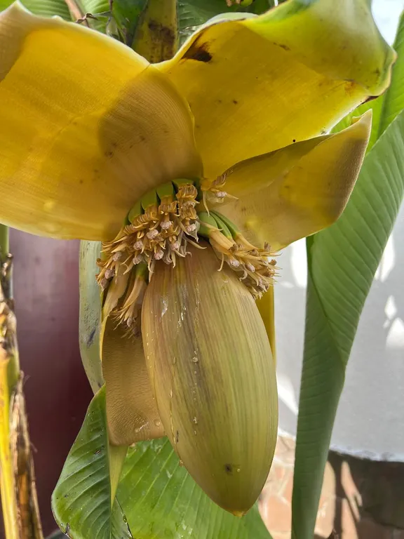 Квартира Квартира Комфортабельный номер в уютном гостевом доме в самом центре Сириуса — Сочи