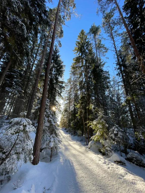 Дом на берегу реки, заснеженный лес, хаусбот