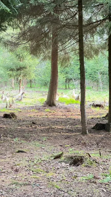 Семейный уютный домик