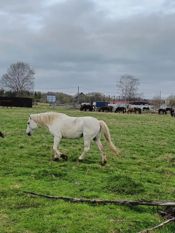 Гостевой дом Ферма