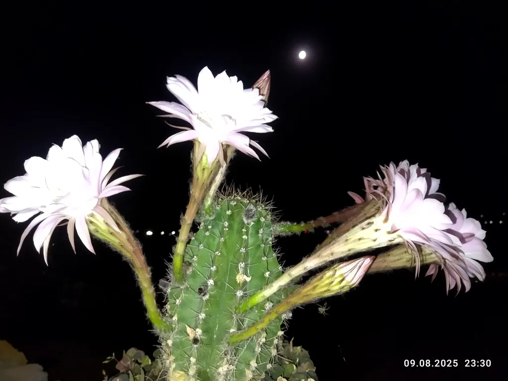 Ракушка Казантипа