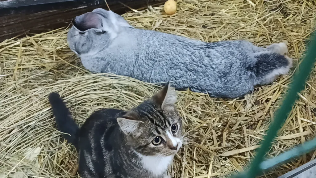 Коттедж Эко домик в деревне — Санкт-Петербург