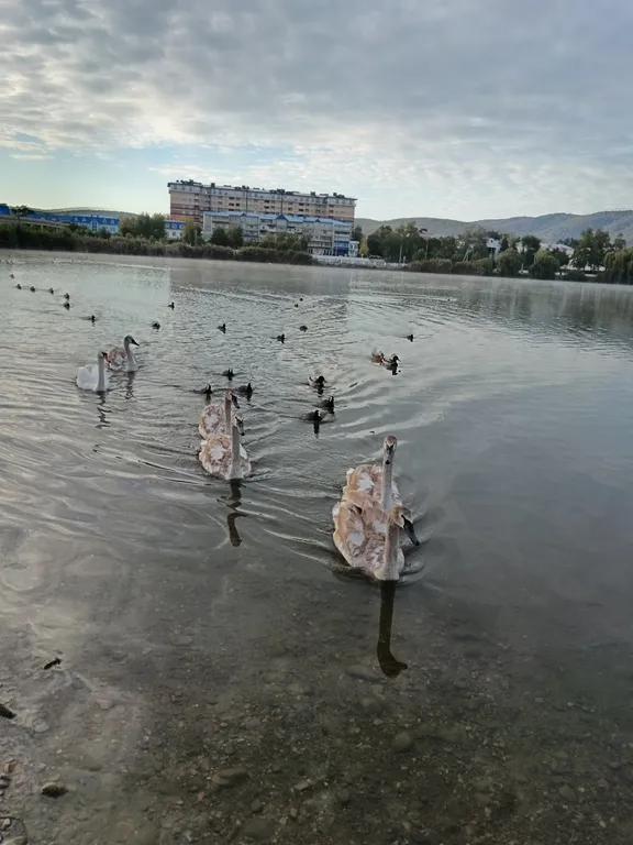 Квартира Квартира с видом на Лебединое озеро в парковой зоне — Горячий Ключ