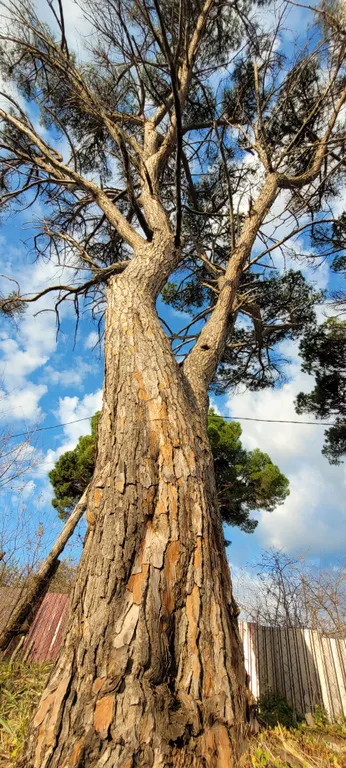 Гостевой дом Горный кедр