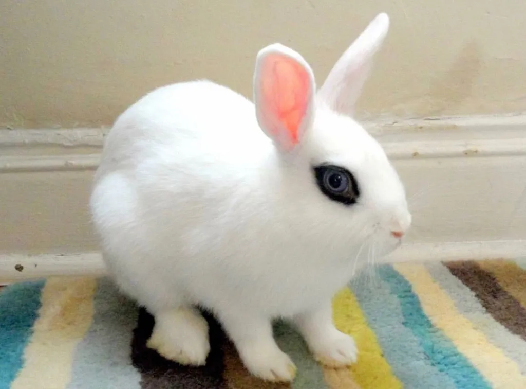 Коттедж Домик с кроликами у нарзанного источника — аренда посуточно в Кисловодск