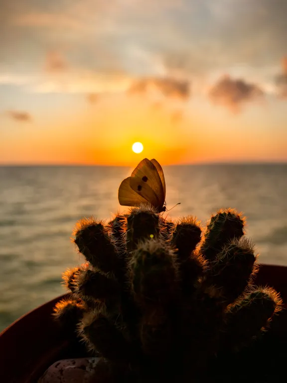 Морская дача у самого моря