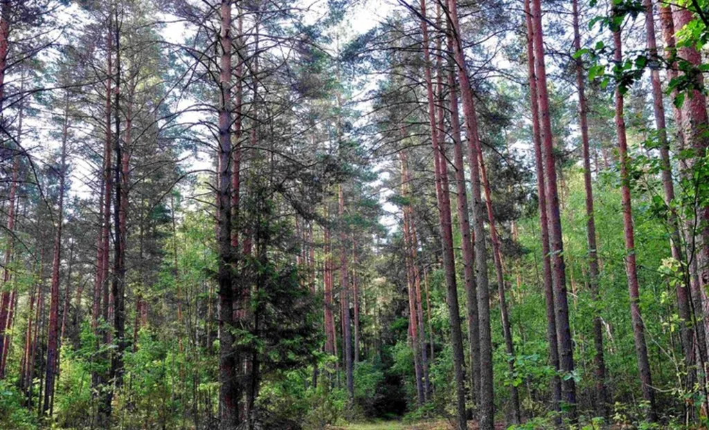 Хутор Избушка на опушке леса, возле реки