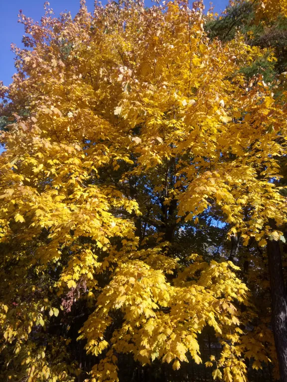 Квартира Уютная квартира у Кремля — Великий Новгород