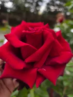 Наталья