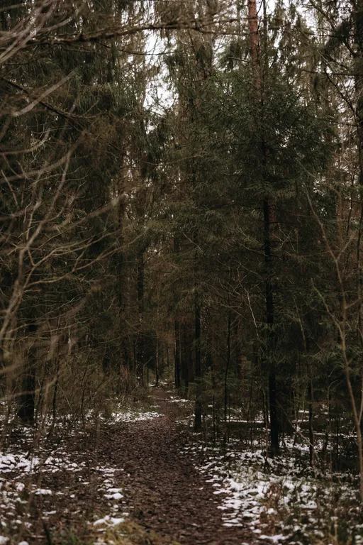 Коттедж Дом с видом на лес, сауной, 5 минут по лесной тропе до озера — Тосно