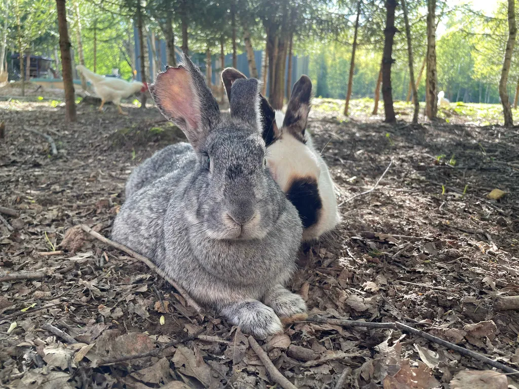 Домик в лесу с пятнистыми оленями и кроликами