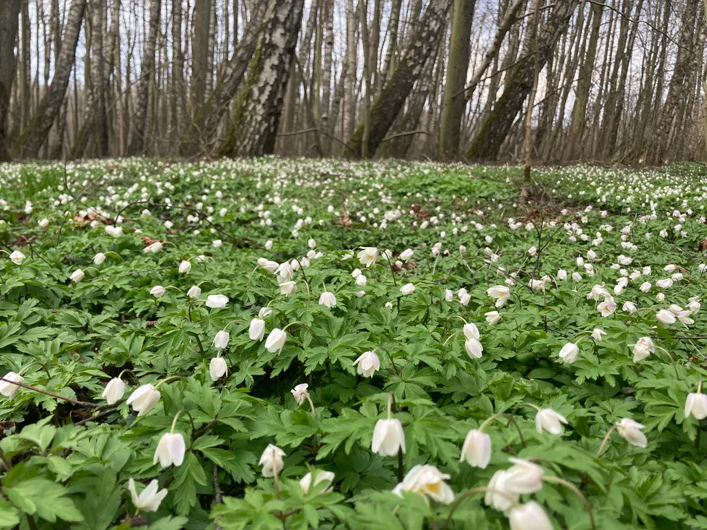 Квартира Квартира Villa Elizabeth 20 — Светлогорск