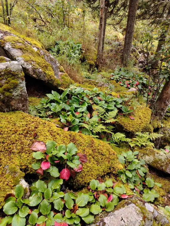 Глубинка Алтая, дом с камином на берегу реки