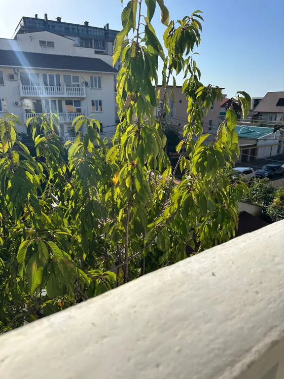 Квартира Комната — Адлер