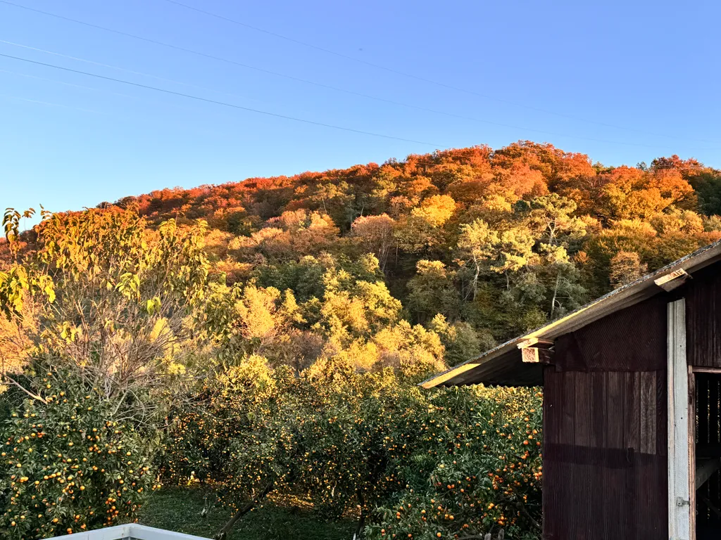 Апартамент в мандариновом саду
