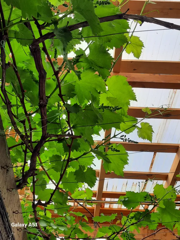 Квартира Комната — Лазаревское