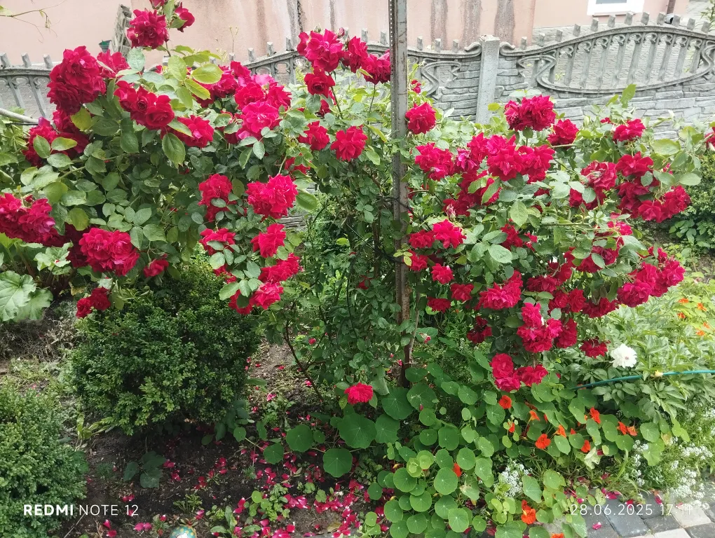 Мечта туриста