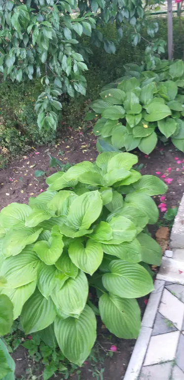 Уютный тихий дворик для желающих отдохнуть от шума городских улиц