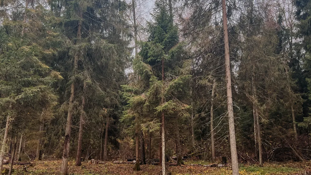 Шале в глэмпинге Лесариум с купелью и мангалом