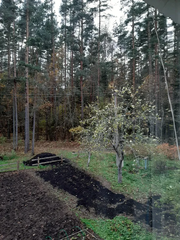 Квартирка у хвойного рая