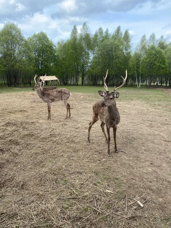 Домик в лесу с пятнистыми оленями и кроликами