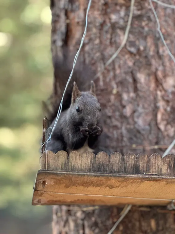 Коттедж 2-комнатный Дом — Архыз