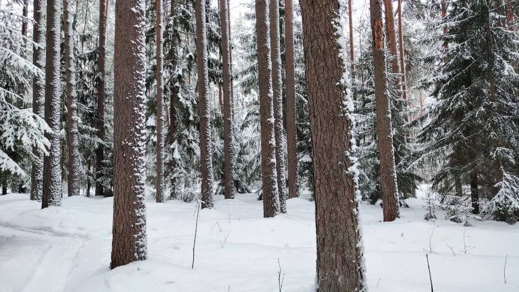 Коттедж Дом с баней, банным чаном, детской площадкой и батутом у озера в сбору — Ланино