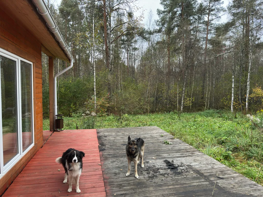 Дом с видом на лес