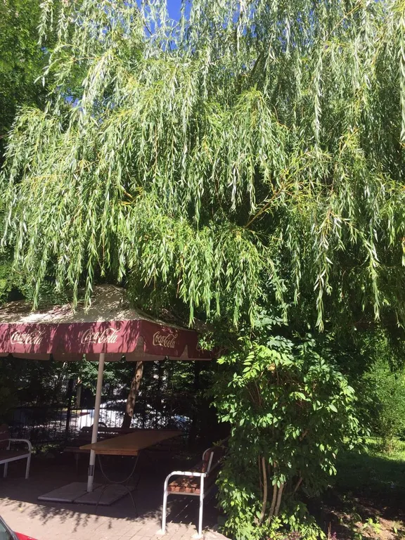 Квартира Уютная квартира у моря — Светлогорск