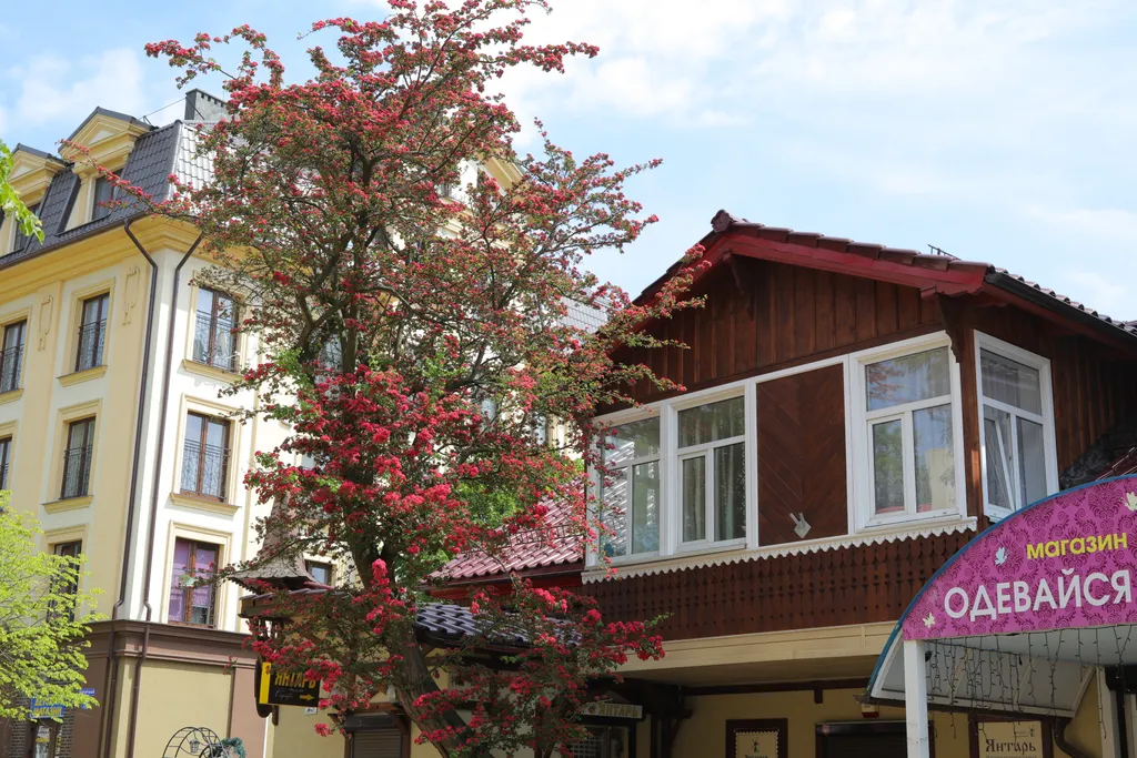 Apart39 с двумя спальнями в Зеленоградске