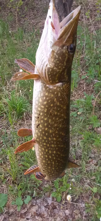 Оз. Еловое санаторий сосновая горка Уютная Квартира