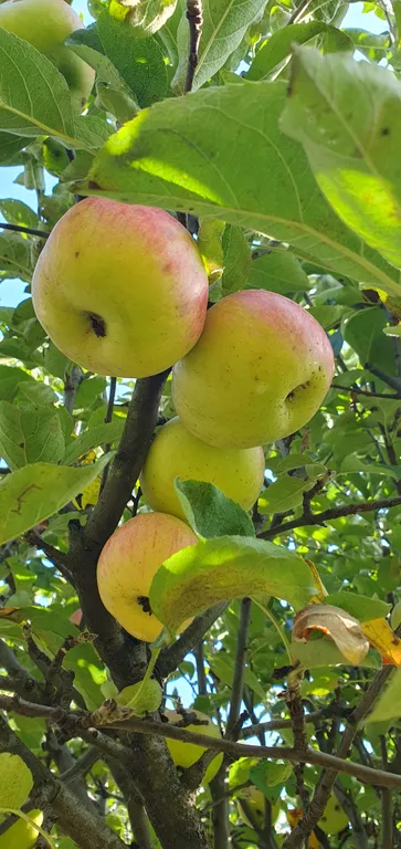 Коттедж FLIGELMUZ (Загородный Музыкальный Флигель). — Северская