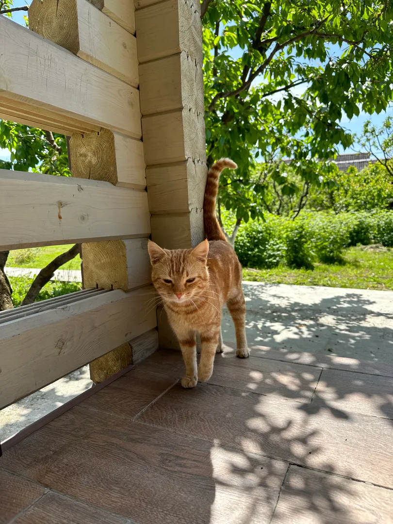 Котик Мурзик, добрый и ласковый