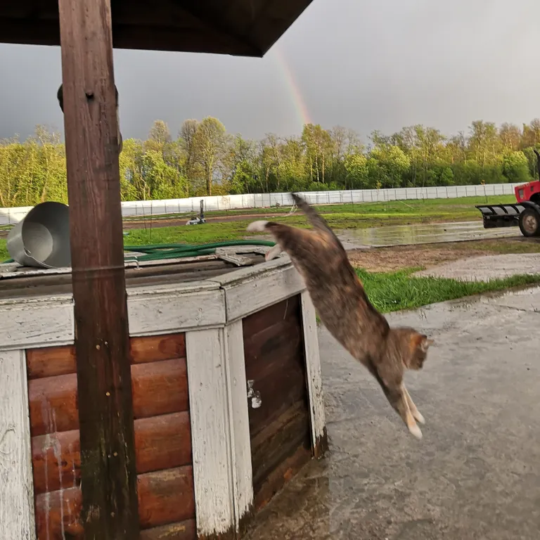 Коттедж Коттедж Усадьба Красивая — Коришево