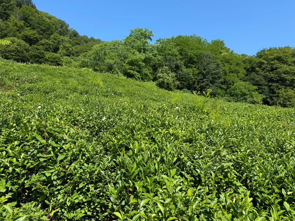 Апартаменты с бассейном недалеко от моря