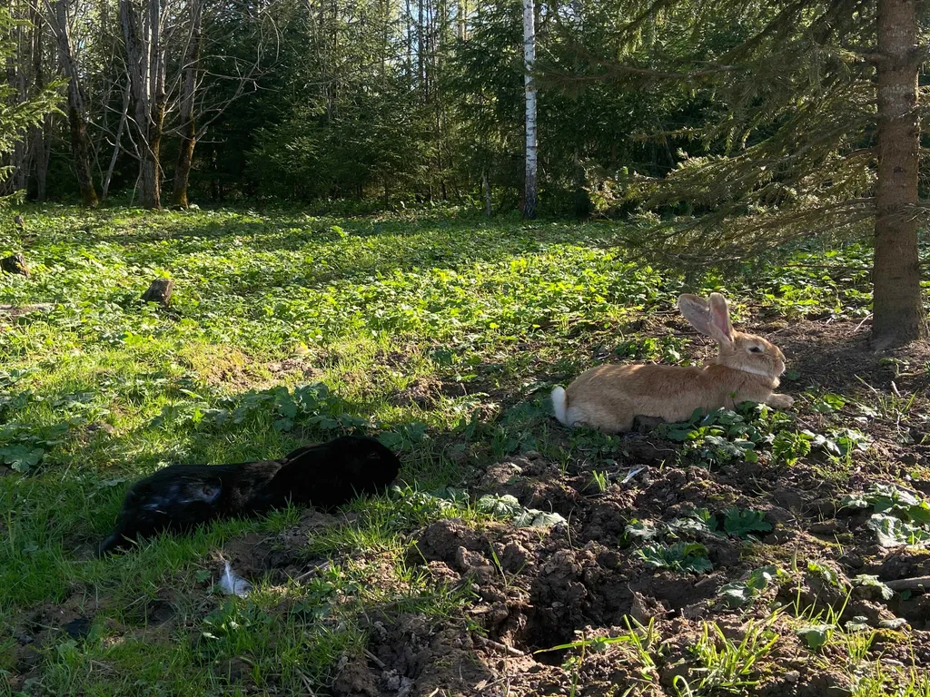 Домик в лесу с пятнистыми оленями и кроликами