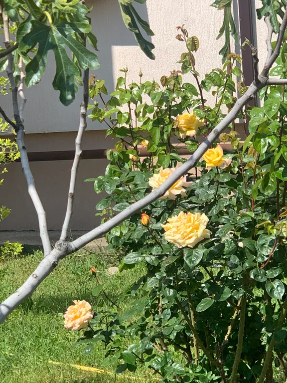 Уютная квартира у моря