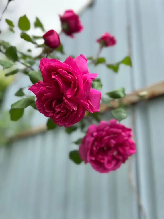 Коттедж a-frame пицунда 2