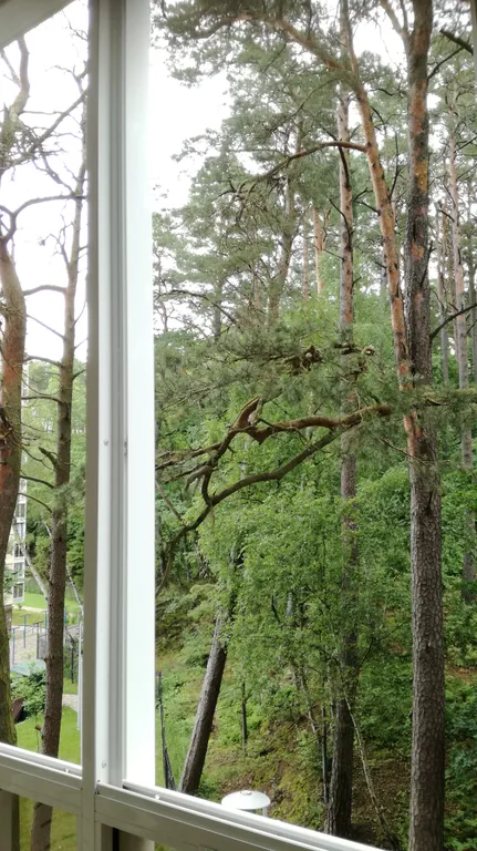 Студия в Сосновом бору