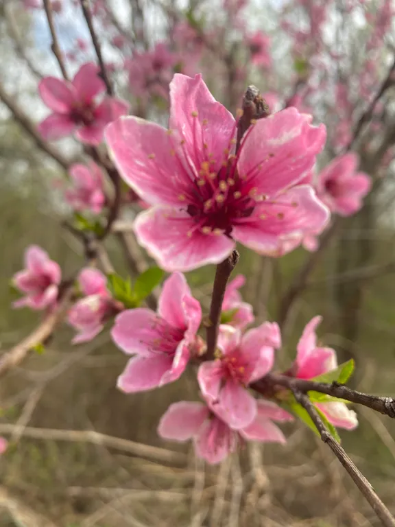 Коттедж Коттедж Дача с банькой в живописном лесу — Горячий Ключ