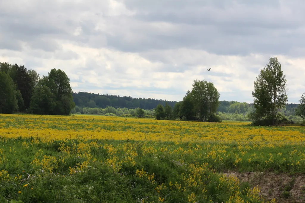 Коттедж Тёплый коттедж с баней на очень большой уединённой территории — Кротово