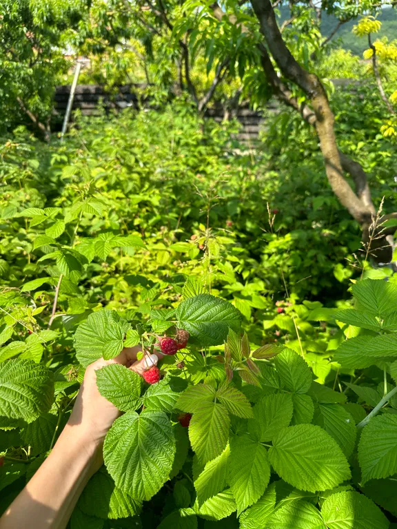 Эко Шале Лимон