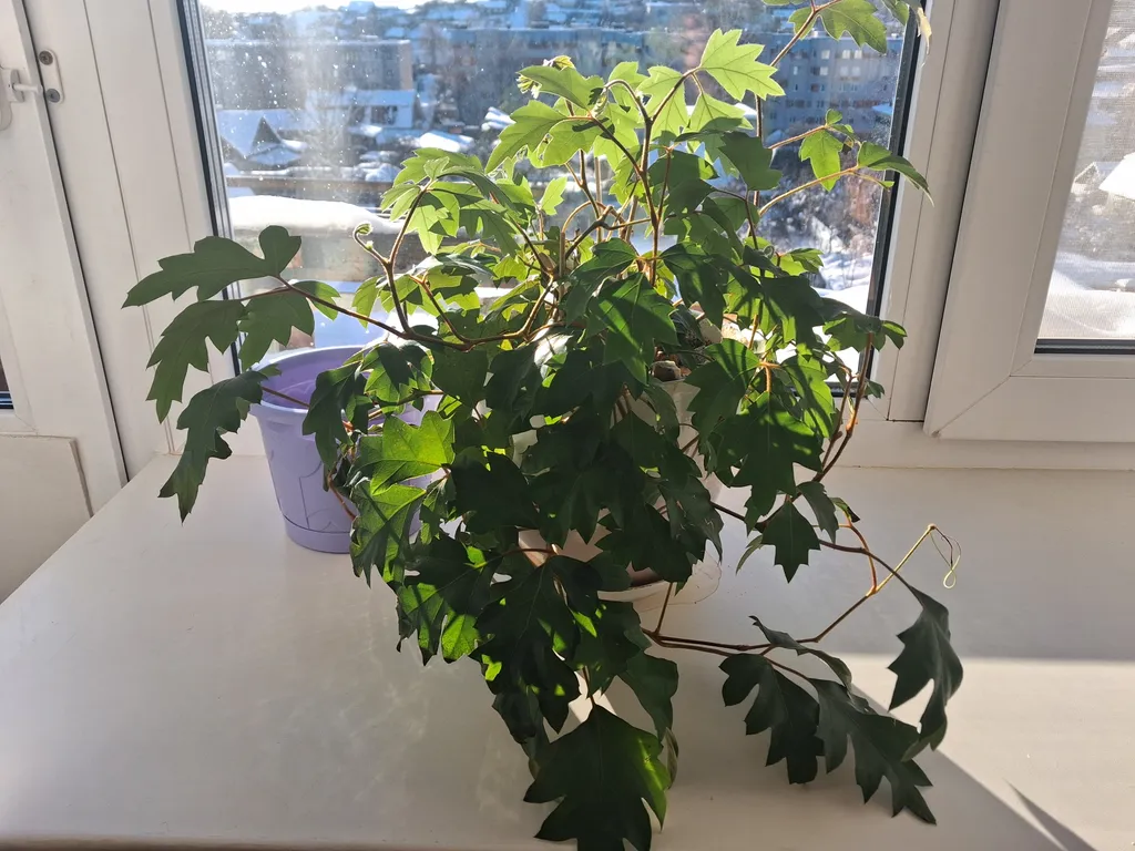 Просто, чисто, душевно)