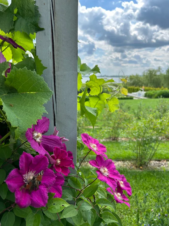 АРТ-усадьба Дольче Вита