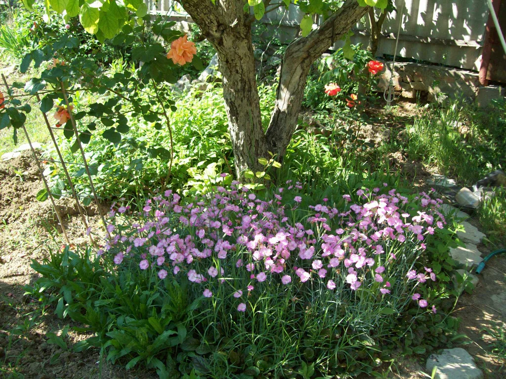 Двухместный номер в гостевом доме с уютным крымским двориком