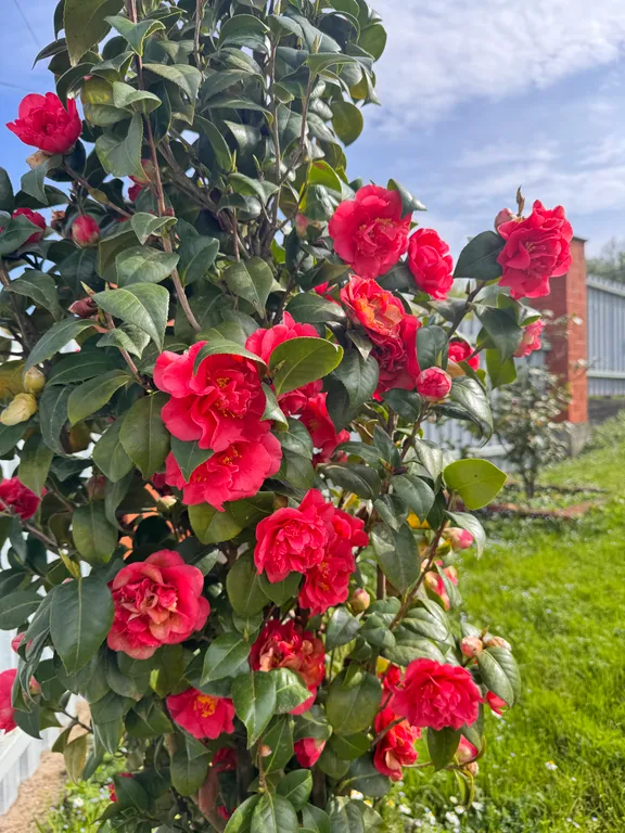 Уютные апартаменты