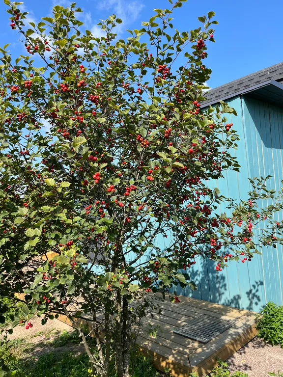 Глэмпинг Ракита