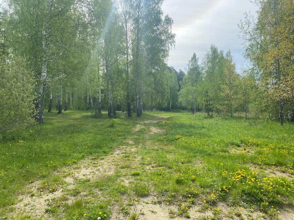 Уютный дом в лесу